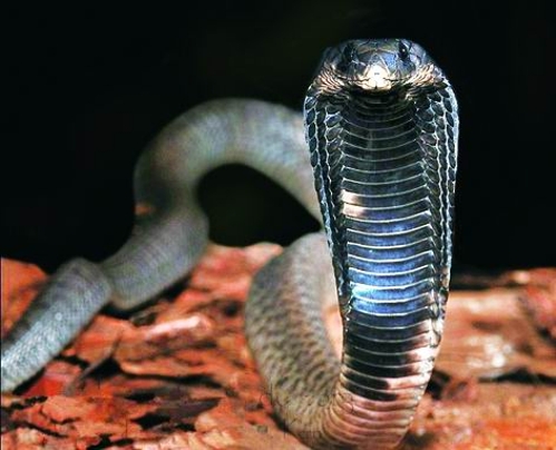 venomous egyptian cobra cn snakes ten most