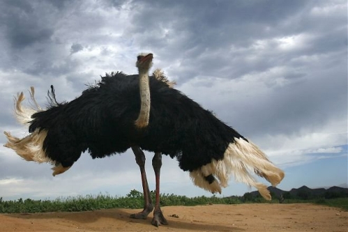 Ostrich(Photo source:gmw.cn)