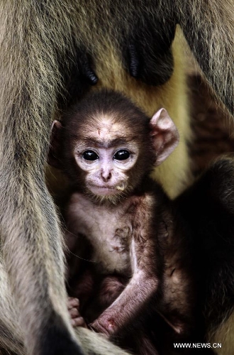 A newly born baby monkey is seen with its mother in the Khandagiri cave hills in Bhubaneswar, capital of the eastern Indian state Orissa, May 16, 2013. (Xinhua/Stringer)