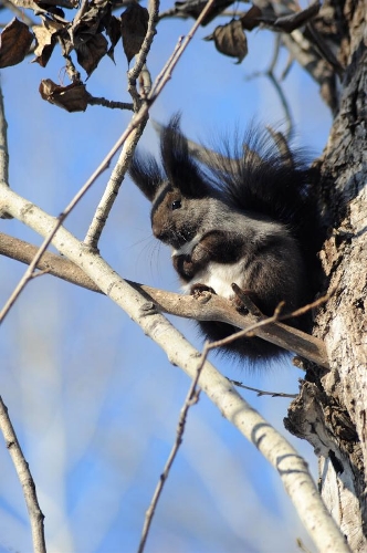 A grey squirrel plays at a botanical garden in Heihe City, northeast China's Heilongjiang Province, Jan. 12, 2013. The improved environment in Heihe offered wildlife a good place to live. (Xinhua/Qiu Qilong) 