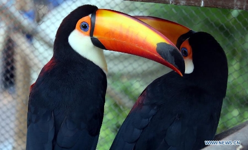 Photo taken on Jan. 10, 2013 shows the toco toucans at Ocean Park in Hong Kong, south China. (Xinhua/Li Peng)