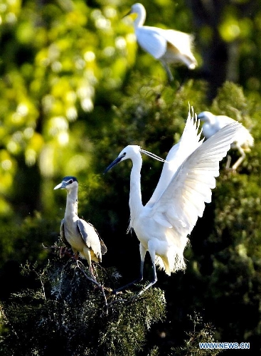 White egrets are seen at the Tianmahu scenic resort in Qinhuangdao City of north China's Hebei Province, May 5, 2013. (Xinhua/Yang Shiyao)