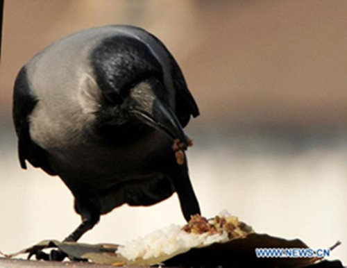 A crow eats food offered by devotees during 