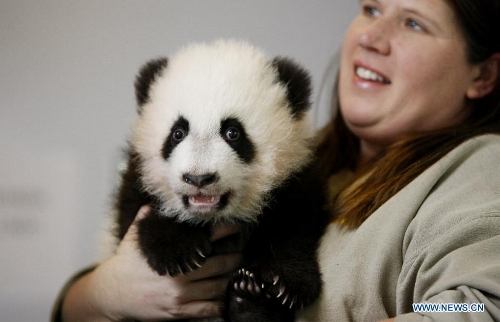 Giant panda &quot;Mei Huan&quot; waits for a medical checkup at the Atlanta Zoo in Atlanta, the United States, Nov. 12, 2013. Twin giant panda cubs &quot;Mei Lun&quot; and &quot;Mei ... - 44d66b4f-c15c-40a2-97c5-0f7235558103