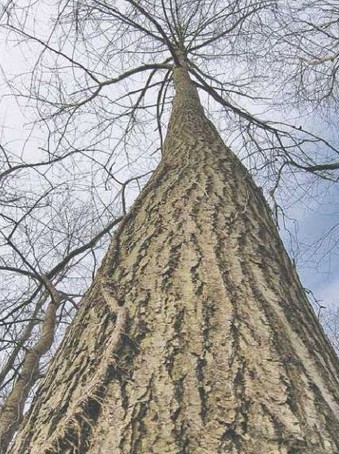 American Chestnut. Source: people.com.cn