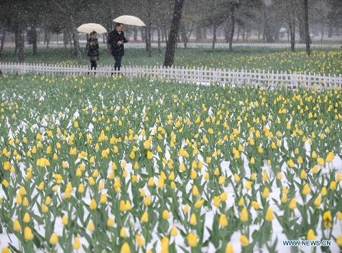 Photo taken on April 19, 2013 shows tulip blossom in snow in Taiyuan, capital of north China's Shanxi Province. The city witnessed a snowfall on Friday. (Xinhua/Yan Yan)