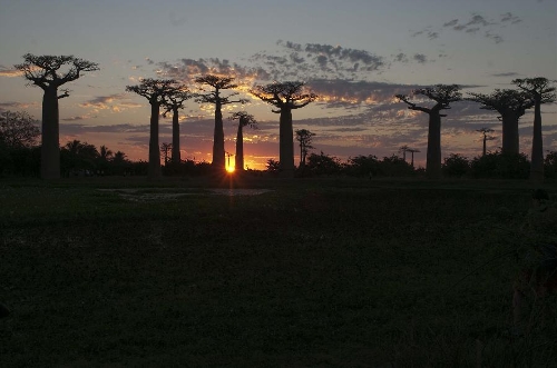 The photo taken on May 2 shows baobab trees at sunset in Mandabe, southwest Madagascar. Madagascar has six species of unique baobabs, most of them are listed as endangered by the World Conservation Union. (Xinhua/He Xianfeng) 