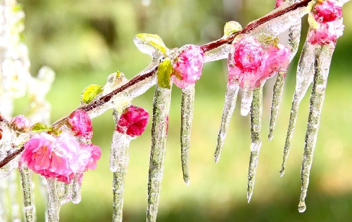 Photo taken on April 8, 2013 shows icicles on plum blossoms in Hami, northwest China's Xinjiang Uygur Autonomous Region. Icicles are seen on tree branches and blossoms in Haimi due to sharp drop of temperature. (Xinhua/Cai Zengle) 