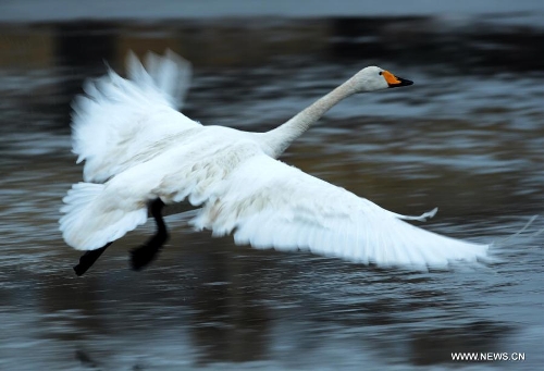 A whooper swan flies over sea surface in Rongcheng City, east China's Shandong Province, Feb. 2, 2013. Thousands of whooper swans flying from Siberia and Lake Baikal chose to spend winter in Rongcheng thanks to its comfortable ecological environment. (Xinhua/Li Ziheng)  