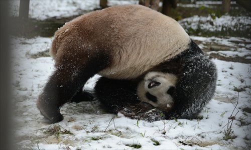 A panda rolls on the snow covered ground in a zoo in Wuhan, Hubei Province, on Wednesday. Photo: CFP