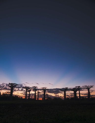 The photo taken on May 2 shows baobab trees at sunset in Mandabe, southwest Madagascar. Madagascar has six species of unique baobabs, most of them are listed as endangered by the World Conservation Union. (Xinhua/He Xianfeng) 