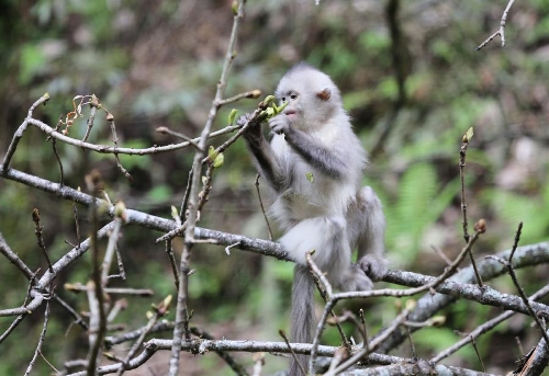 A Yunnan snub-nosed monkey is pictured in the Baima Snow Mountain Nature Reserve, Diqing Tibetan Autonomous Prefecture of Southwest China's Yunnan Province, May 14, 2013. With the steady improvement of local ecological environment, the population of the Yunnan snub-nosed monkeys have reached over 1,000. The monkey, on the country's top protection list, is one of the three types of endangered snub-nosed monkeys which make their home in Southwest China - Sichuan, Yunnan and Guizhou. The Yunnan monkey currently has a population of about 2,000, mainly in Diqing and part of neighboring Tibet Autonomous Region. (Xinhua/Liang Zhiqiang) 