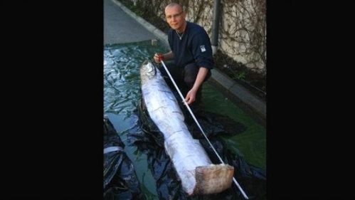 The king of shad with 3.35 meters length of the whole body(Photo source:gmw.cn)