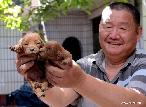 Qi Shiyou, the owner of the golden retrievers, demonstrate the puppies in Xiangcheng City, central China's Henan Province, May 11, 2013. The golden retriever 