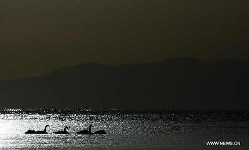 Photo taken on Dec. 12, 2012 shows a view of the Qinghai Lake at sunrise in northwest China's Qinghai Province. The acreage of the Qinghai Lake has kept expansion for four years in a row, making its current area reach 4,377.75 square kilometers, the largest since 2005, according to the Qinghai Institute of Meteorological Science. The Qinghai Lake is China's largest inland saltwater lake. (Xinhua/Zhang Hongxiang)  