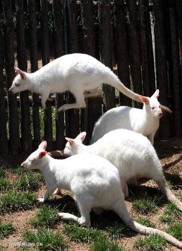 Photo taken on May 30, 2013 shows four white kangaroos in Xixiakou animal park at Weihai City, east China's Shandong Province. In total four white kangaroos, all of which are from Australia, are unveiled at the park on Thursday. This is the first time white kangaroos came to Weihai. (Xinhua/Yu Qibo) 