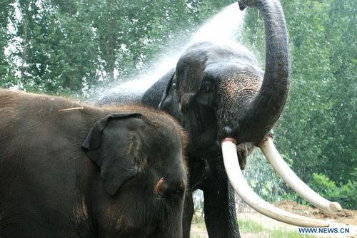 An elephant washes itself to avoid a sustained hot weather in Dalian Forest Zoo of Dalian city, Northeast China's Liaoning Province, August 13, 2012. Photo: Xinhua
