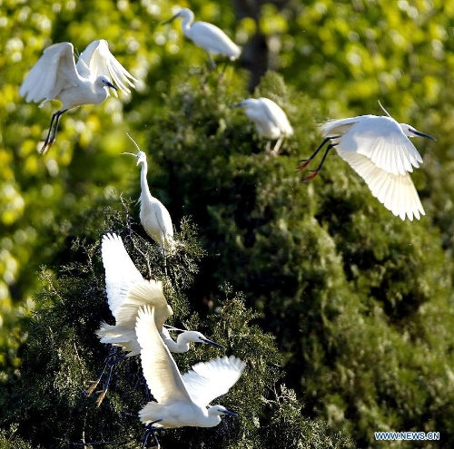 White egrets are seen at the Tianmahu scenic resort in Qinhuangdao City of north China's Hebei Province, May 5, 2013. (Xinhua/Yang Shiyao)