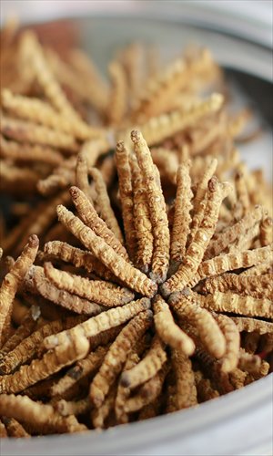 It is advisable to eat food such as chestnuts, grapes and caterpillar fungus during the shuangjiang solar period. Photos: CFP