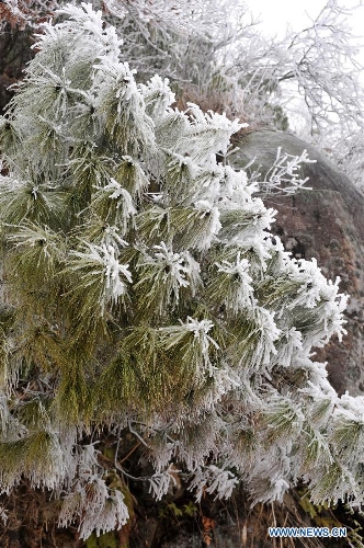 Photo taken on Jan. 7, 2013 shows the trees covered with icicles on Mao'er Mountain in Guilin, south China's Guangxi Zhuang Autonomous Region. (Xinhua/Lu Bo'an)  