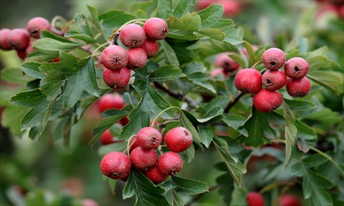 Hawthorn is recommended during daxue. Photo: CFP