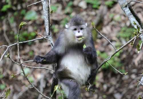 A Yunnan snub-nosed monkey is pictured in the Baima Snow Mountain Nature Reserve, Diqing Tibetan Autonomous Prefecture of Southwest China's Yunnan Province, May 14, 2013. With the steady improvement of local ecological environment, the population of the Yunnan snub-nosed monkeys have reached over 1,000. The monkey, on the country's top protection list, is one of the three types of endangered snub-nosed monkeys which make their home in Southwest China - Sichuan, Yunnan and Guizhou. The Yunnan monkey currently has a population of about 2,000, mainly in Diqing and part of neighboring Tibet Autonomous Region. (Xinhua/Liang Zhiqiang) 