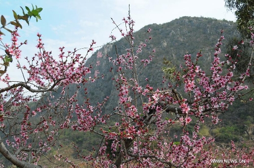 Photo taken on March 9, 2013 shows the scenery of peach blossom in Dingxiao Town of Xingyi City, southwest China's Guizhou Province. (Xinhua/Chen Yunzhen) 