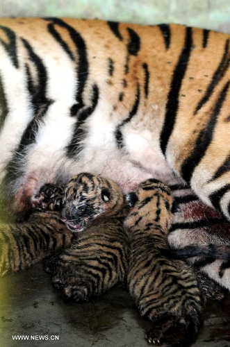 sumatran tiger newborn cubs