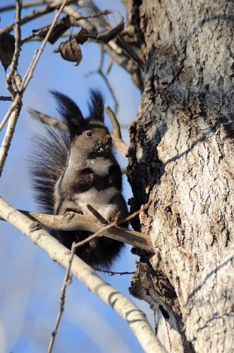 A grey squirrel plays at a botanical garden in Heihe City, northeast China's Heilongjiang Province, Jan. 12, 2013. The improved environment in Heihe offered wildlife a good place to live. (Xinhua/Qiu Qilong) 