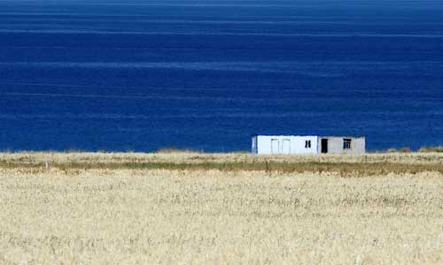 Photo taken on Oct. 3, 2012 shows the straw along the Qinghai Lake in northwest China's Qinghai Province. Photo: Xinhua