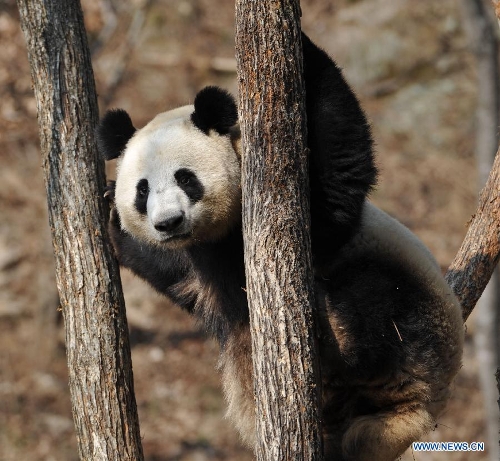 Three-year-old female Giant Panda 