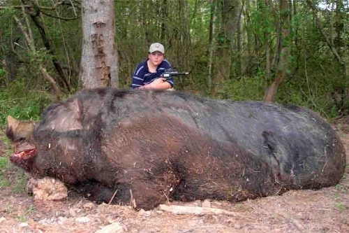 Wild boar with 476.7 weight, 2.84 meters length of the whole body.(Photo source:gmw.cn)