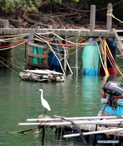 Photo taken on May 5, 2013 shows an egret on a fishing raft in Ma Wan, an island in south China's Hong Kong. Ma Wan, which got the name from Mazu, the goddess of sailors, used to be a fishing village. Now the Ma Wan Park and Noah's Ark Museum here attract many tourists. (Xinhua/Li Peng) 