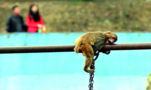 Main: a moment in the shade. It is no surprise that this man is exhausted after cycling people around in the heat. 
Left: this animal is not monkeying around, but instead totally knackered.
Above: with many places still without air conditioning, Beijing's subways are some of the best places to cool down. 
Photos: Guo Yinggguang/GT and CFP  2