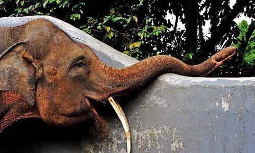 A Sumatran elephant looks for food at Ragunan Zoo in Jakarta, capital of Indonesia, on Oct. 13, 2012.
