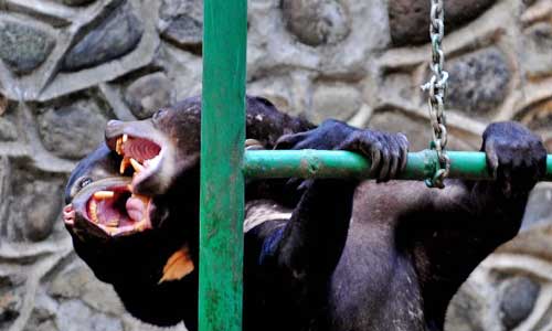 Two sun bears fight at Ragunan Zoo in Jakarta, capital of Indonesia, on Oct. 13, 2012.