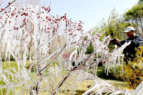 A citizen takes pictures of icicles in Hami, northwest China's Xinjiang Uygur Autonomous Region, April 8, 2013. Icicles are seen on tree branches and blossoms in Haimi due to sharp drop of temperature. (Xinhua/Cai Zengle) 