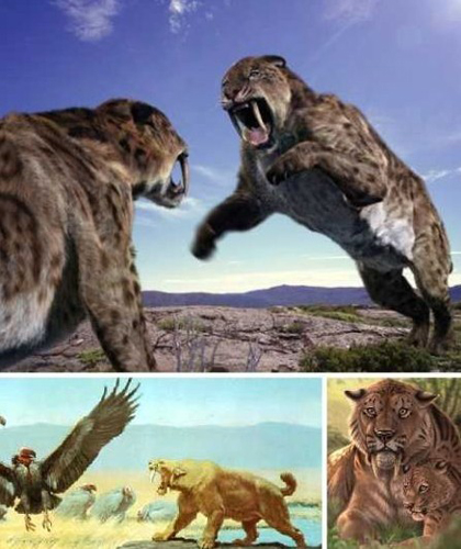 Top 7: Saber-toothed Tiger. Source: people.com.cn