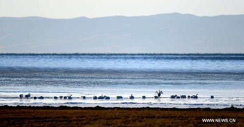 Several whooper swans rests at the Qinghai Lake in Xining, capital of northwest China's Qinghai Province, Dec. 12, 2012. With investment and protection from State Government and Qinghai government, the level of Qinghai lake continues to rise and the area of the lake has been increasing year after year. Qinghai Lake covered an area of 4,317 square kilometers in 2008, which increased 4,354 square kilometers in 2012. The growth equals 6 times the area of West Lake, a famous lake in east China's Zhejiang Province. (Xinhua/Wang Bo) 