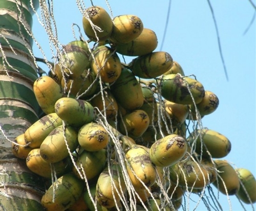 Betel Nut (Source: people.com.cn)