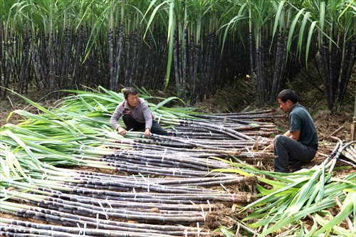 Farmers stack sugar cane on Tuesday in Bozhou, East China's Anhui Province. Given the country's increasing demand for sugar, China imported sugar cane totaling 869,000 tons in the first eight months of 2013, up 26.8 percent from a year earlier, according to data from Chinese customs. Photo: IC