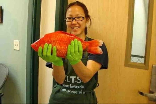 Goldfish(Photo source:gmw.cn)