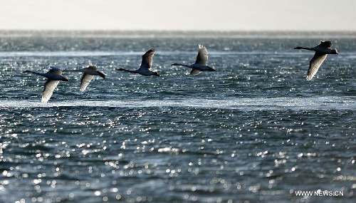 Several whooper swans fly over the Qinghai Lake in Xining, capital of northwest China's Qinghai Province, Dec. 13, 2012. With investment and protection from State Government and Qinghai government, the level of Qinghai lake continues to rise and the area of the lake has been increasing year after year. Qinghai Lake covered an area of 4,317 square kilometers in 2008, which increased 4,354 square kilometers in 2012. The growth equals 6 times the area of West Lake, a famous lake in east China's Zhejiang Province. (Xinhua/Wang Bo) 