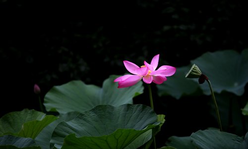 Lotus roots and leaves are in time for food around dashu solar period. Photos: Cai Xianmin/GT and nipic.com