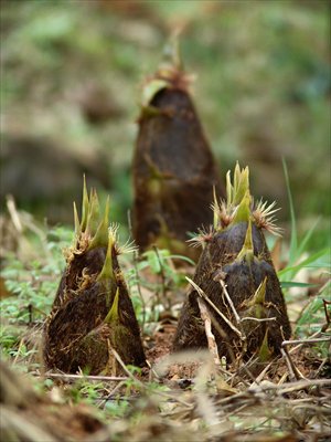 Bamboo shoots are recommended food during the period of guyu. Photos: CFP