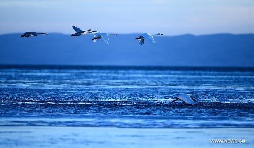 Several whooper swans fly over the Qinghai Lake in Xining, capital of northwest China's Qinghai Province, Dec. 13, 2012. With investment and protection from State Government and Qinghai government, the level of Qinghai lake continues to rise and the area of the lake has been increasing year after year. Qinghai Lake covered an area of 4,317 square kilometers in 2008, which increased 4,354 square kilometers in 2012. The growth equals 6 times the area of West Lake, a famous lake in east China's Zhejiang Province. (Xinhua/Zhang Hongxiang) 