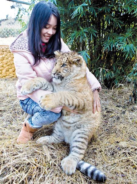 A 5-month-old liger makes its debut at a zoo in Ningbo, Zhejiang Province Tuesday. A liger is the hybrid offspring of a female tiger and a male lion. Photo: CFP
