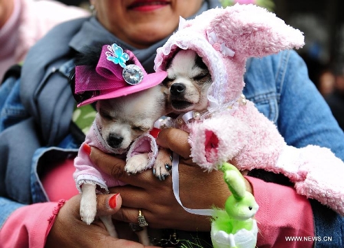 Two puppies dressed in bonnets sleep in the arms of their owner in the annual Easter Bonnet Parade held on the Fifth Avenue in Manhattan of New York, the United States, March 31, 2013. With a history of more than 100 years, the New York Easter Bonnet Parade is held annually on the 5th Avenue near the Saint Patrick's Cathedral. Adults, children and even pets in creative colorful bonnets and outfits participate in the event, which also attract thousands of New York residents and tourists. (Xinhua/Deng Jian) 