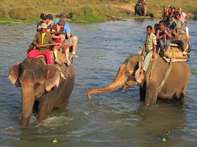 Tourists participate in an elephant safari in Chitwan National Park. Photo: Lin Meilian/GT