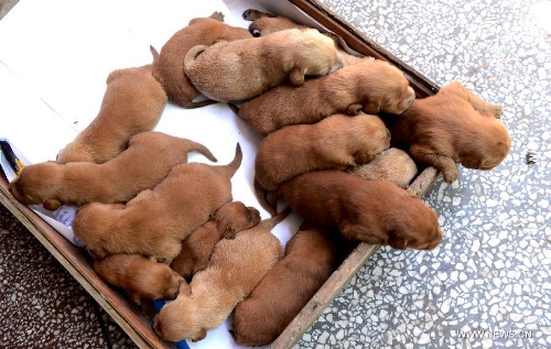 Baby golden retrievers play together in Xiangcheng City, central China's Henan Province, May 11, 2013. The golden retriever 